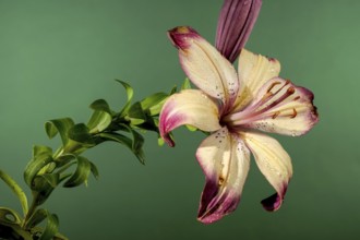 Beautiful Blooming orange lollypop lily flower on a green background. Flower head close-up, Odessa,