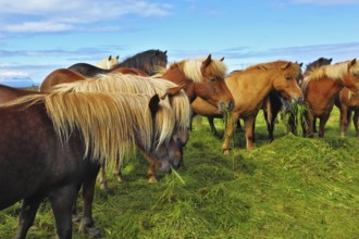 Herd of Icelandic horses magnificent. Well-groomed horses graze and play with each other in a