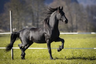 Frisian gelding in the pasture in autumn