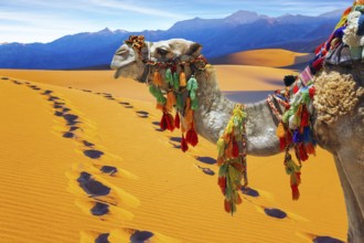 Well-groomed camel, decorated with colorful garlands and tassels, stands atop the sand dunes.