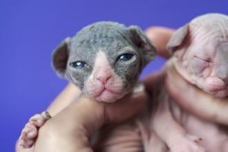 Purebred newborn kittens in woman's hand on blue background. Nice kitten of color black and white
