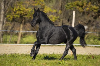 Friesian stallion in the pasture in autumn