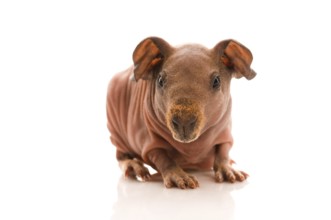 Skinny guinea pig on the white, poland