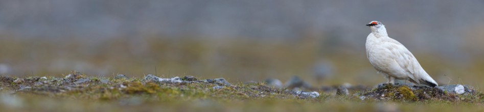 Rock ptarmigan, Svalbard Rock ptarmigan, Ptarmigan, (Lagopus mutus), Lagopus muta hyperbore), male,