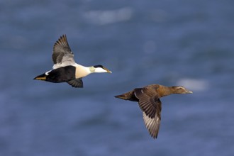Common eider (Somateria mollissima), ducks, drake and female, pair, flight photo, side view,