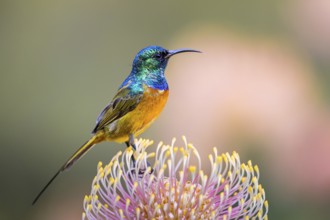 Orange-breasted sunbird (Anthobaphes violacea), Nectarinia violacea, Orange-breasted Sunbird,