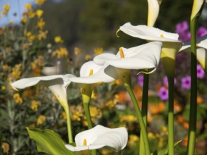 White calla flowers with yellow pistils in a diverse garden, Funchal, madeira, portugal