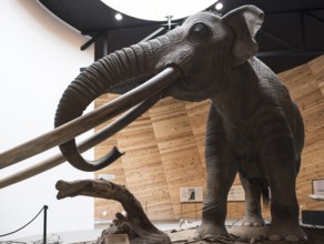 Model of mastodon in real stature