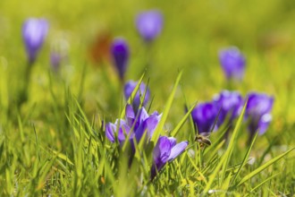 Spring bloomers in Pillnitz Palace Park, Dresden, Saxony, Germany