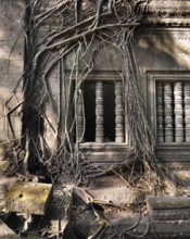 Banyan trees on ruins in Beng Mealea temple, Cambodia