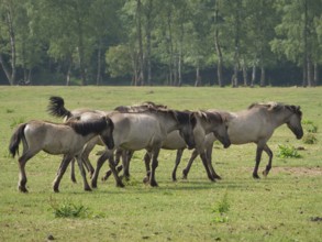 A group of wild horses grazing on a green meadow in the middle of a forest, merfeld, North