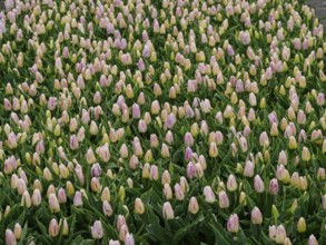A wide field full of pink tulip flowers planted in orderly rows, urk, netherlands