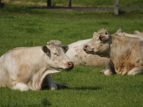 Several cows resting peacefully on a green meadow under the warm summer sun, weseke, borken,