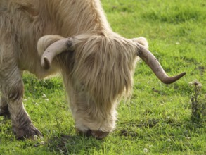 A Highland cow with horns eating grass, velen, münsterland, germany