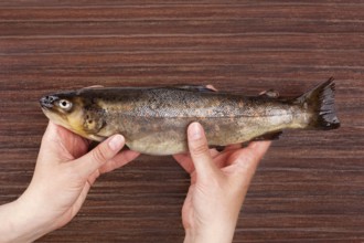 Raw trout fish holding in hands on brown table from above. Culinary seafood eating