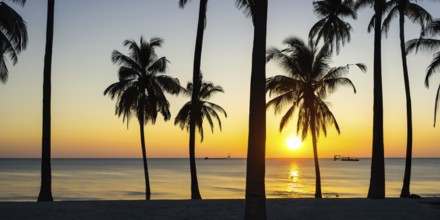 Nature's beauty shines as the sun sets behind the striking palm tree silhouettes