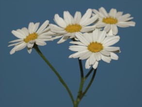 Daisies