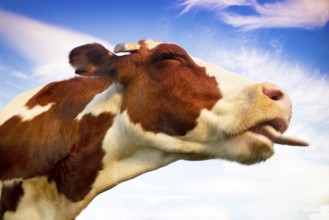 Funny and cheerful portrait of an Italian Red Spotted breed cow