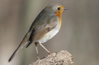 Forest birds in winter (Europe)