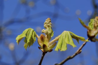 An open chestnut bud with young leaves in spring against a blue sky