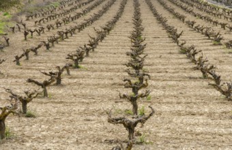 Rows of pruned bare grape vines in early spring, prepared for upcoming budding