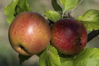 Red apples on tree