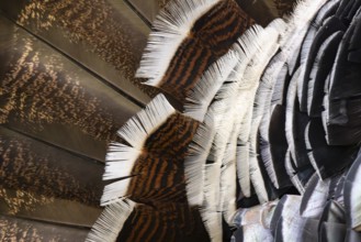 Closeup of brown white feathers of a turkey in Ecopark in Arusha in Tanzania East Africa