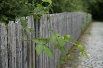 Blackberry vine on garden fence, blackberry (Rubus), garden shears, gardening, garden, wooden