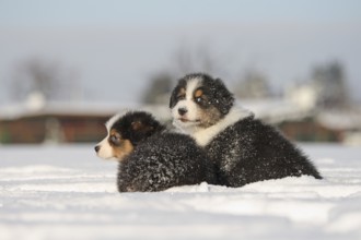 Australian Shepherd puppies in the snow