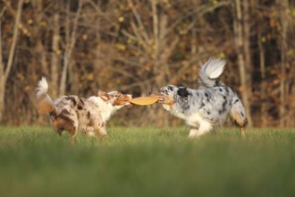 Australian Shepherd