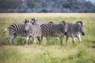 A herd of Zebras standing in the grass in the Chobe National Park, Botswana
