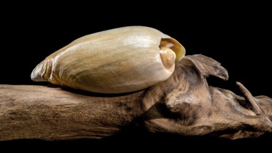 A Cymbium cymbium shell displayed on weathered driftwood against a black background, showcasing its