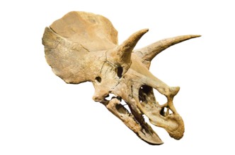 Dinosaur skeleton. Triceratops Fossil skull over white isolated background