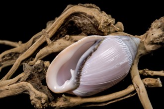 A stunning display of Olivancillaria orbignyi, a glossy pink marine shell, elegantly placed on