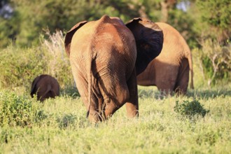 Elephants with red skin because of dust in Tsavo East National Park, Kenya