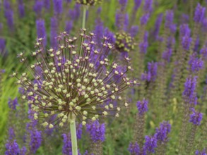 Close-up of an inflorescence of allium surrounded by lavender with intense purple colours,