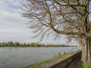 Tall tree on the banks of the Rhine with autumn landscape, Düsseldorf, North Rhine-Westphalia,