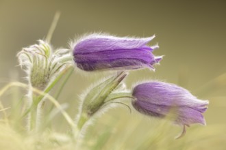 Two purple pasque flowers (Pulsatilla vulgaris) in a soft, light-coloured environment,