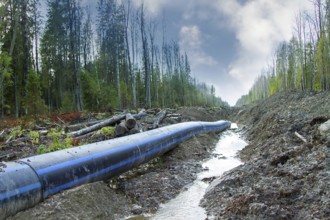 Plastic pipeline is laid through the north forest area. This water pipe (conduit) stretches for