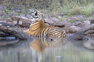 Tiger (Panthera tigris), Bengal tiger or Indian tiger, big cat (Pantherinae), carnivore