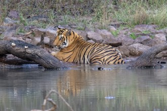 Tiger (Panthera tigris), Bengal tiger or Indian tiger, big cat (Pantherinae), carnivore