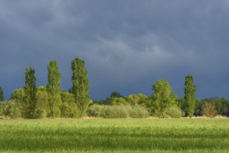 Stormy skies over a meadow in rainy spring weather. Alsace, France