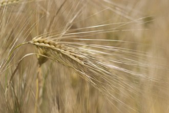Golden ears of wheat in summer on the field. Wheat Background