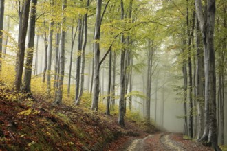 Path through the autumn forest on a misty weather, Bischofskoppe Mountain, October, Poland