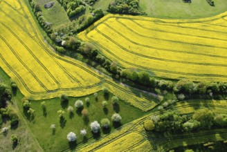 Aerial view of a rape field with fruit trees