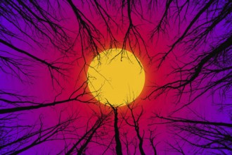 Silhouettes of branches in the forest against the background of a bright sun or moon with a bright