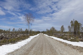 Gravel Julma-Ölkyntie road in forest in cloudy spring weather, Hossa National, Park, Suomussalmi,