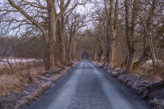 Path through an old avenue. Trees in a winter landscape with ice and frost in a nature reserve.