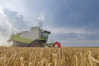 Combine harvesting a wheat field. Combine working the field