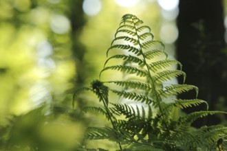 Close-up of fern in the forest on a sunny spring morning